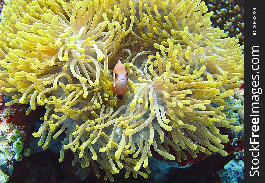 Nemone fish with anemone