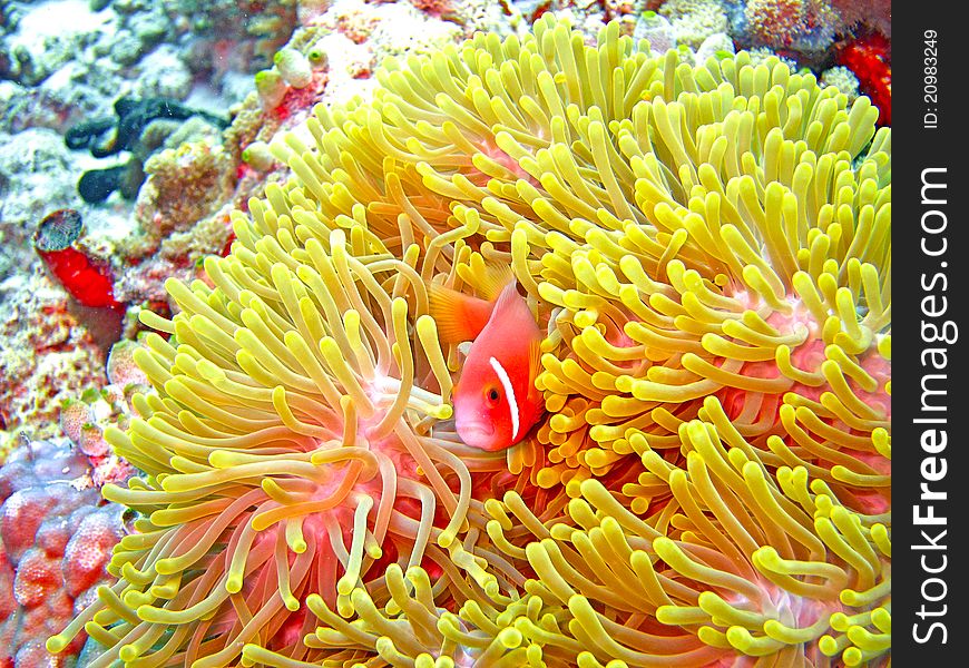 A nemone fish in the anemone. A nemone fish in the anemone