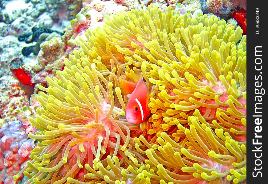 Nemone Fish With Anemone