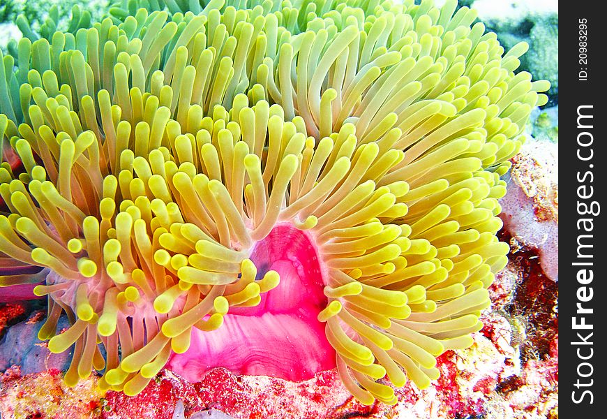 Anemone on coral reef at maldives