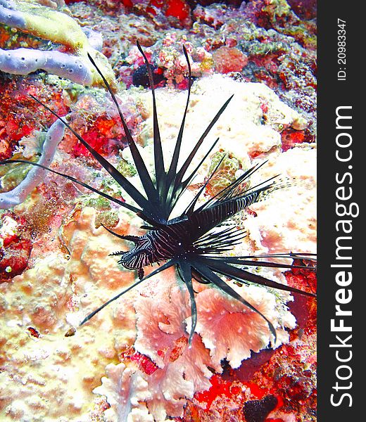 Black lionfish in the ocean