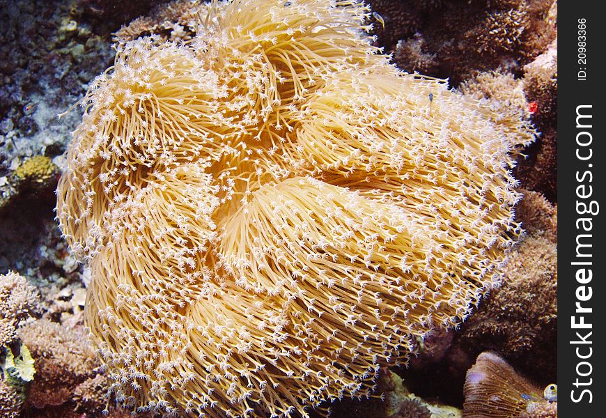 Coral in the maldives ocean