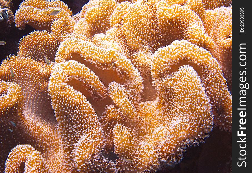 Coral in the maldives ocean