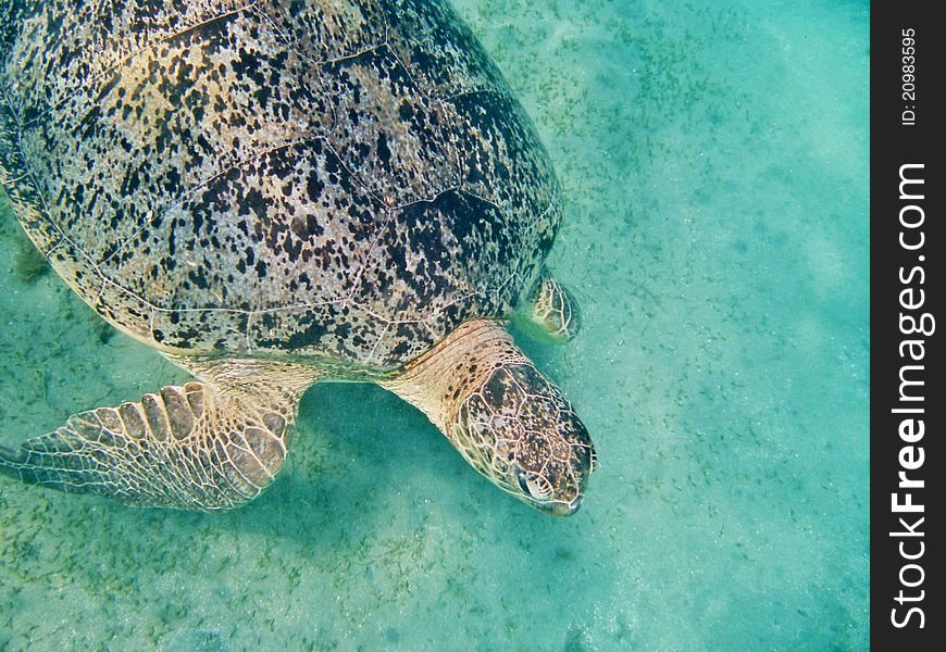 Sea turtle on coral reef. Sea turtle on coral reef