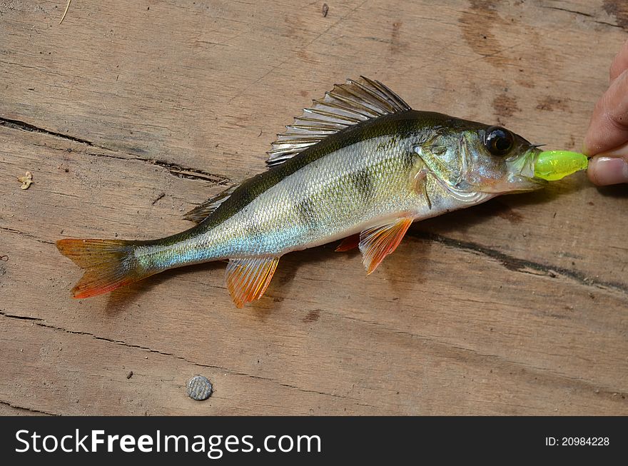 Striped bass catching on a wood background