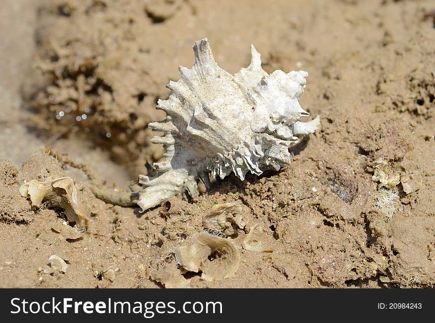 Sea shell on the tropical sandy beach in perfect natural harmony