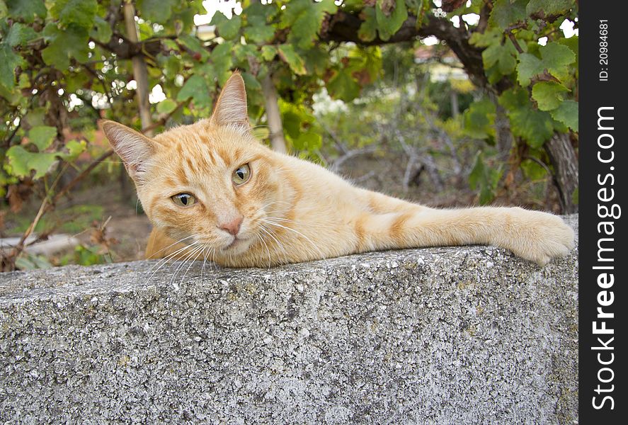 A sleepy cat poses for the camera. A sleepy cat poses for the camera.