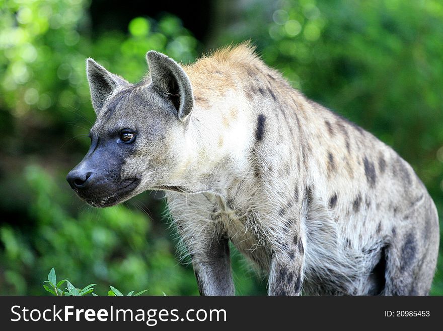 Hyena on Thai zoo with Green background.