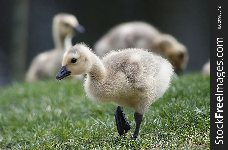 Newborn gosling out for a stroll