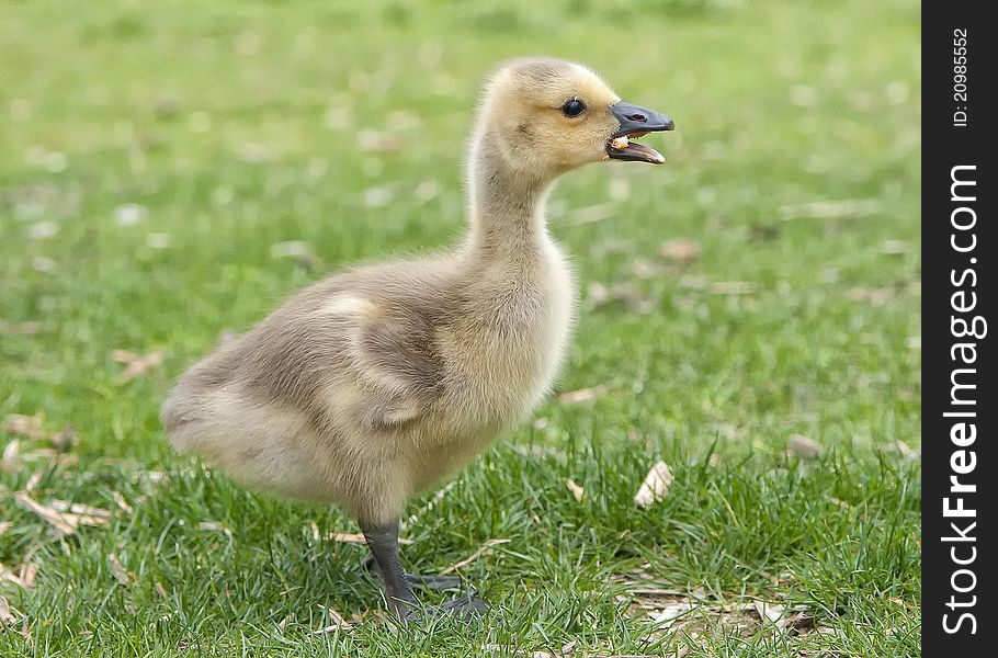 Newborn gosling having a snack