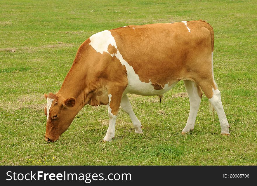 A young bullock makes the most of a sunny day and rich grasslands. A young bullock makes the most of a sunny day and rich grasslands.