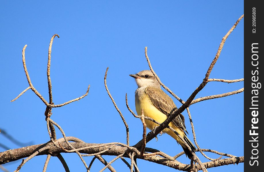 Western Kingbird sitting on a branch against a blue sky background. Western Kingbird sitting on a branch against a blue sky background