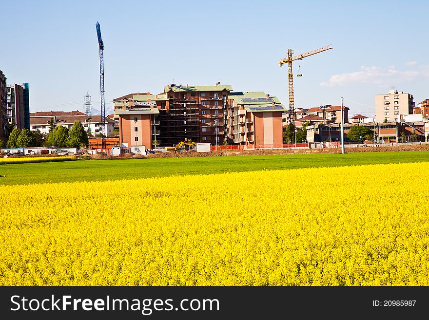 Field of yellow flowers in spring season close to the border of the city. Field of yellow flowers in spring season close to the border of the city