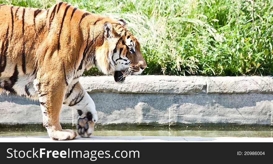 Walking tiger (Panthera Tigris)