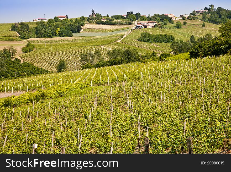 Barbera vineyard during spring season, Monferrato area, Piedmont region, Italy. Barbera vineyard during spring season, Monferrato area, Piedmont region, Italy