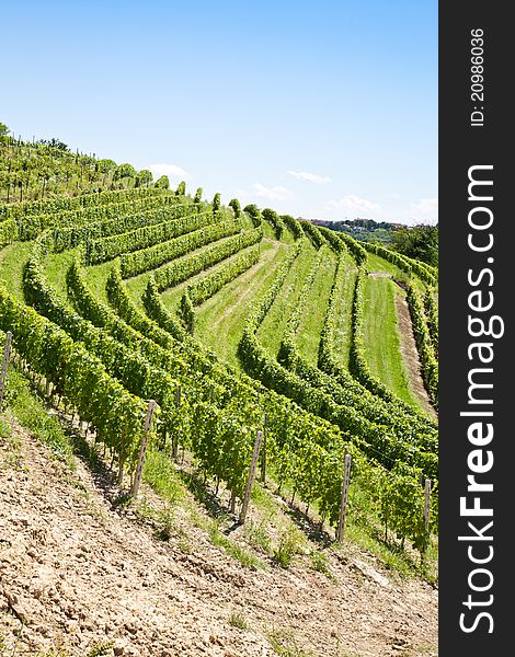 Barbera vineyard during spring season, Monferrato area, Piedmont region, Italy. Barbera vineyard during spring season, Monferrato area, Piedmont region, Italy