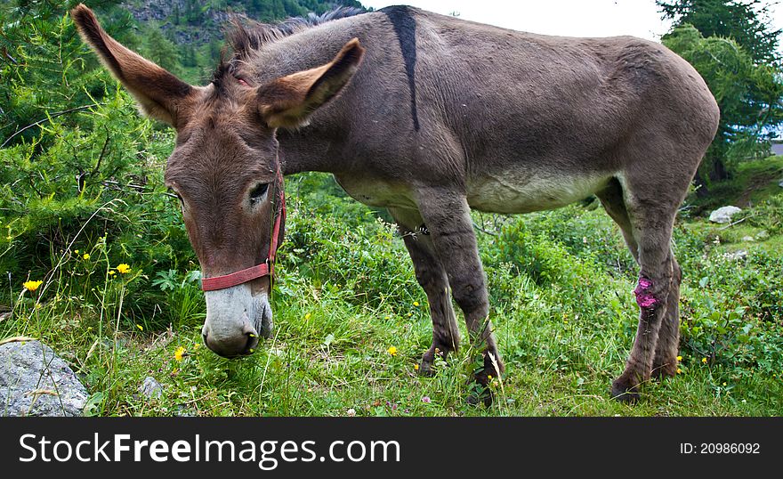 Orsiera Park, Piedmont Region, Italy: a donkey free in the park. Orsiera Park, Piedmont Region, Italy: a donkey free in the park