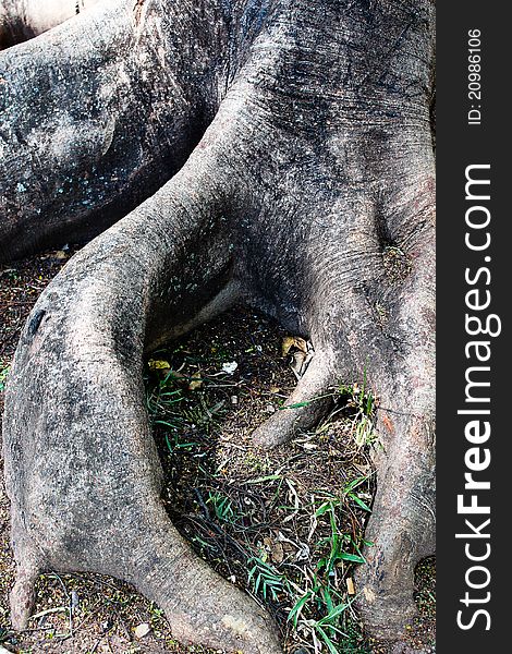 Roots of a tree in midle park