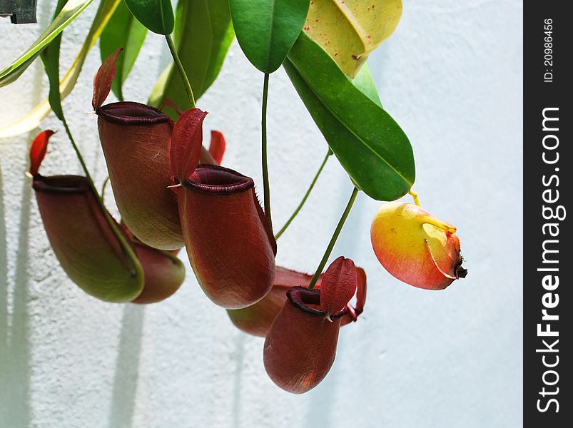 Pitcher Plant. Nepenthes. Also locally known as Monkey Cup. Pitcher Plant. Nepenthes. Also locally known as Monkey Cup.