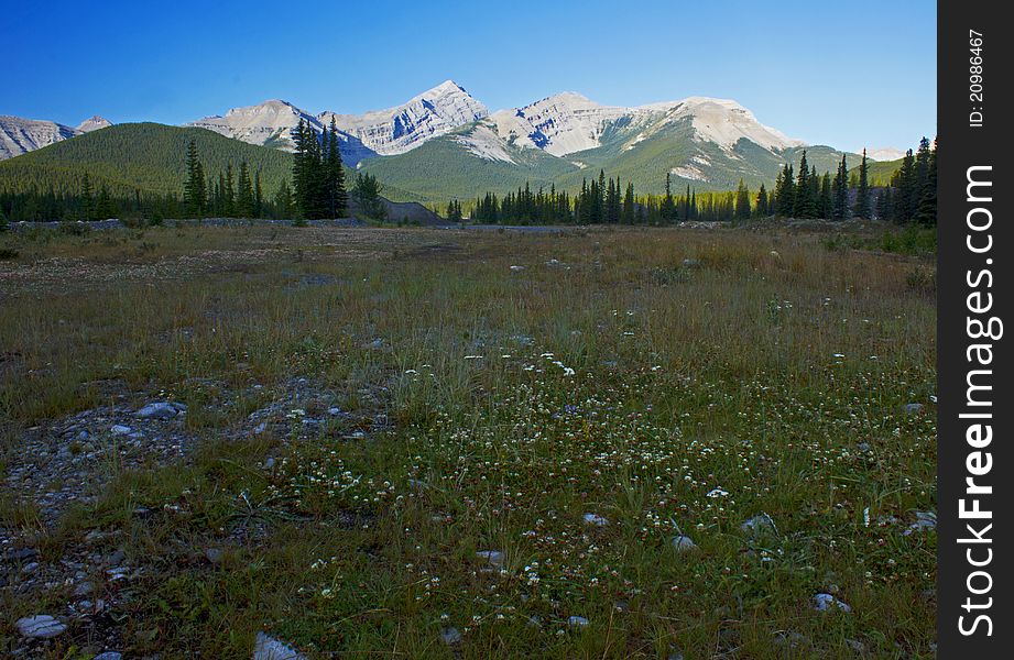 Alpine meadow and mountains Cornwall and Glasgow in Kananaskis area of the Rocky Mountains Alberta