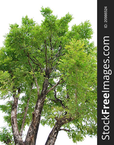 A common tree named D.longissima Schum. A common tree named D.longissima Schum