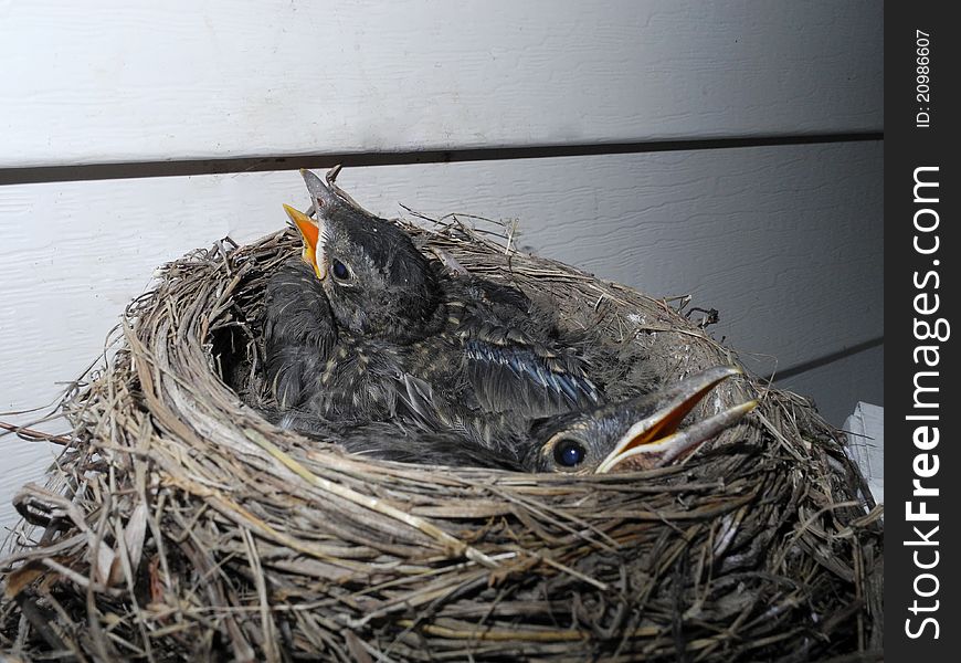 Baby robins waiting for mother robin to return with food. Baby robins waiting for mother robin to return with food