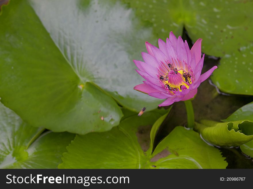 Purple lotus with green background