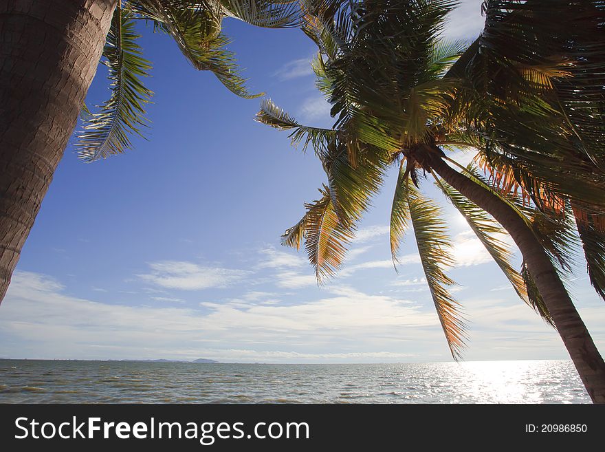 Coconut tree beside  beach