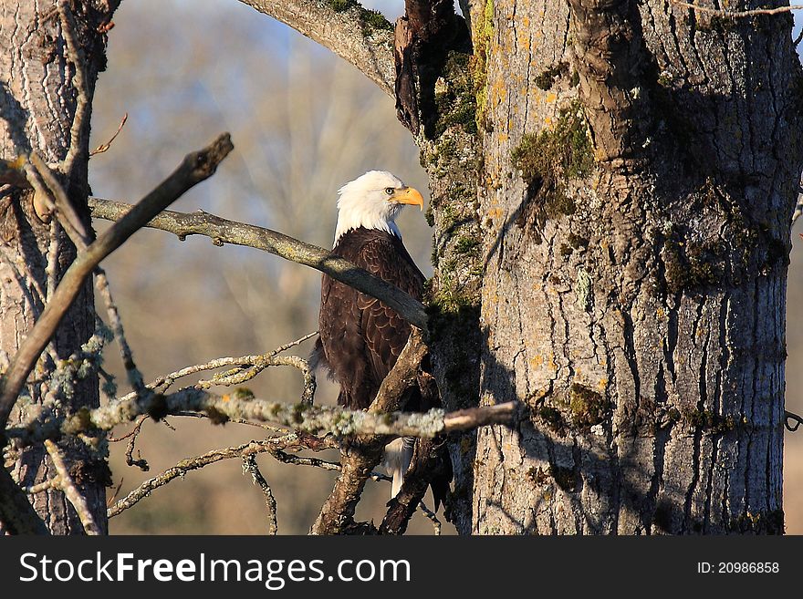 A Bald Eagle guards the nest near the edge of the river. A Bald Eagle guards the nest near the edge of the river.