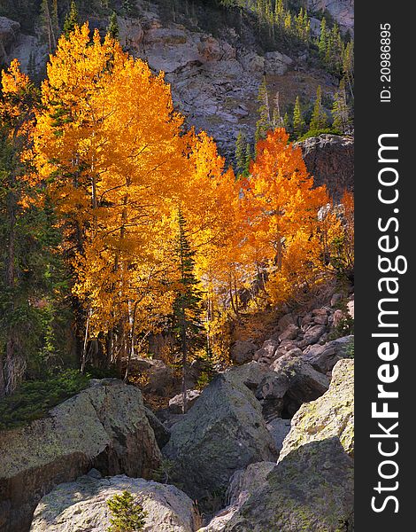 Brilliant Aspens erupt in color during Autumn in the Rocky Mountain National Park