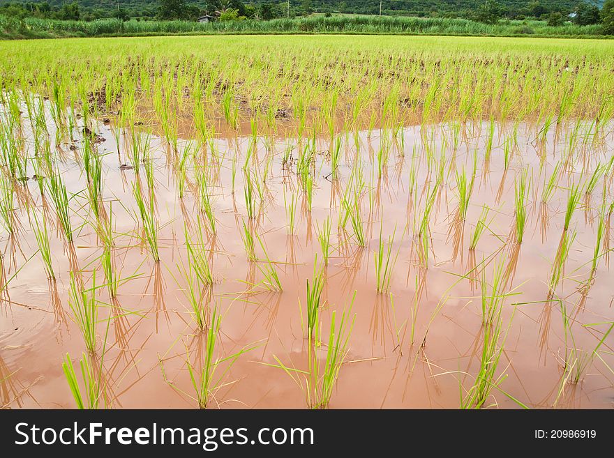 Paddy and the rice seedlings in front of sugarcane plant background.