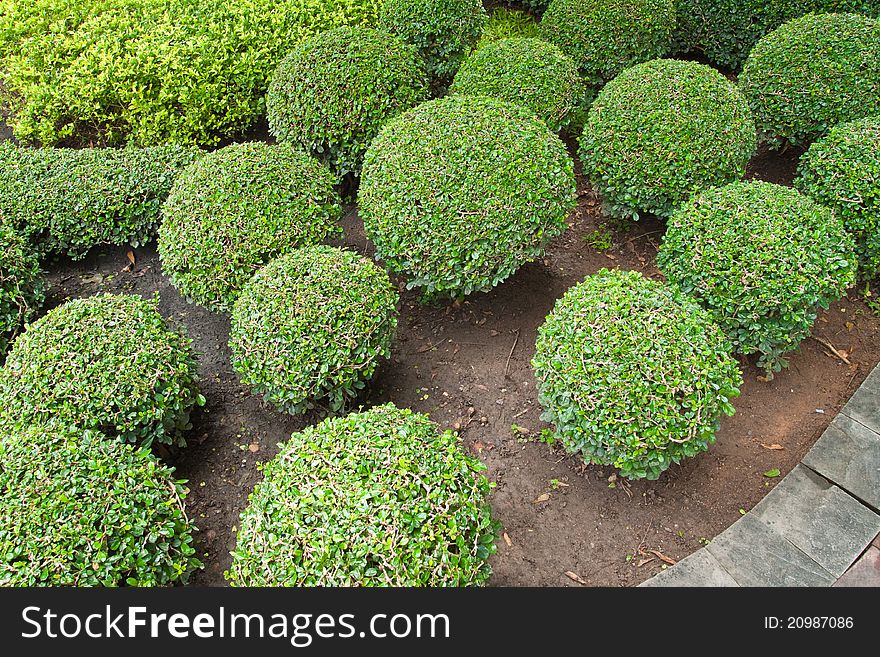 Group of dwarf tree in the garden.