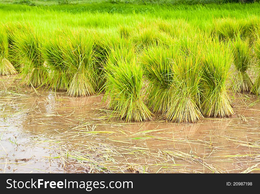 Paddy Rice In Field