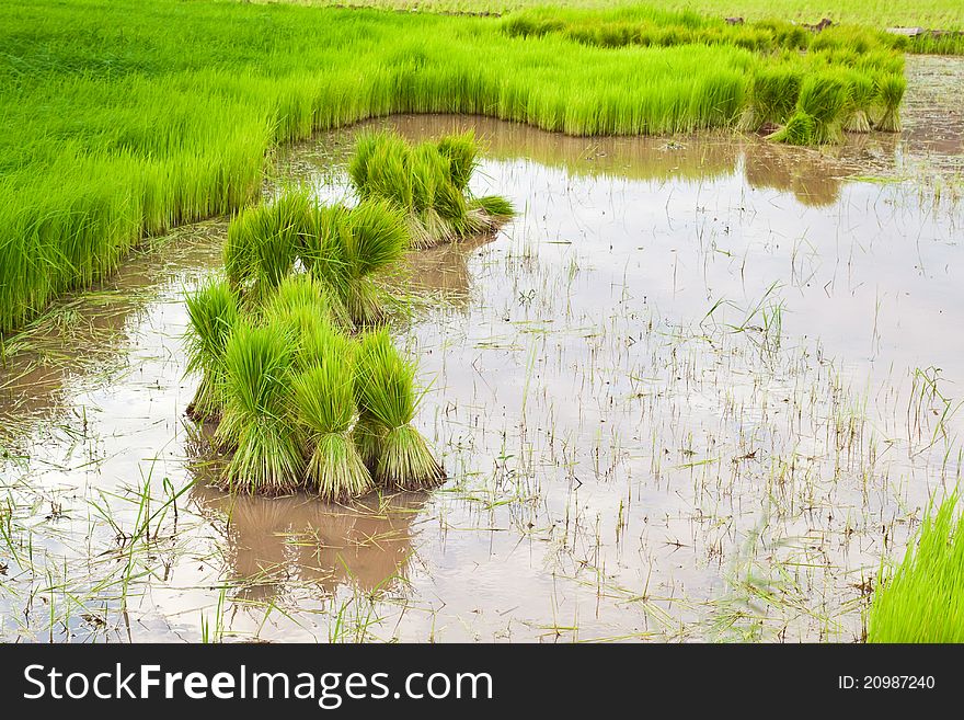 Paddy Rice In Field