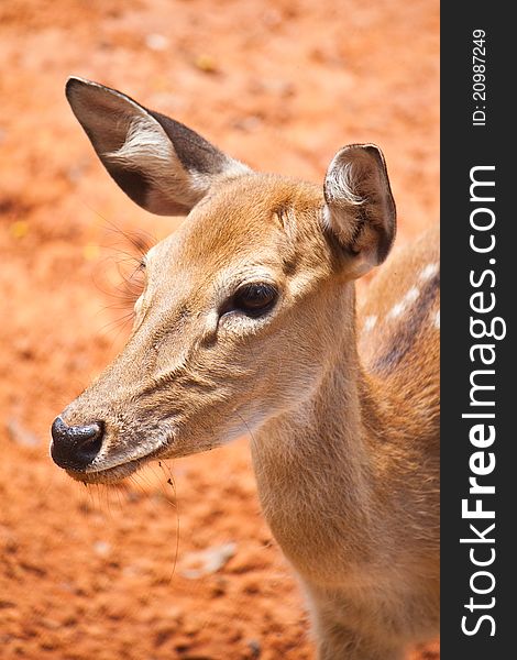 Fallow deer  close up