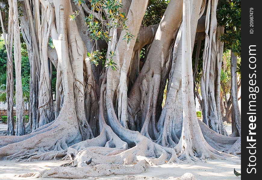 Ficus magnolioide - historical giant tree in Giardino Garibaldi, Palermo. Ficus magnolioide - historical giant tree in Giardino Garibaldi, Palermo