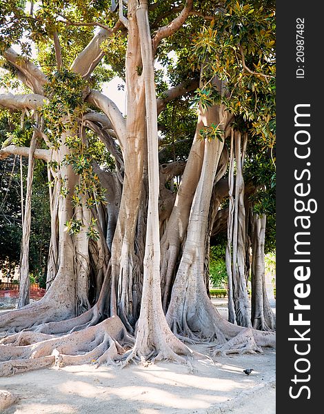 Ficus magnolioide - historical giant tree in Giardino Garibaldi, Palermo. Ficus magnolioide - historical giant tree in Giardino Garibaldi, Palermo