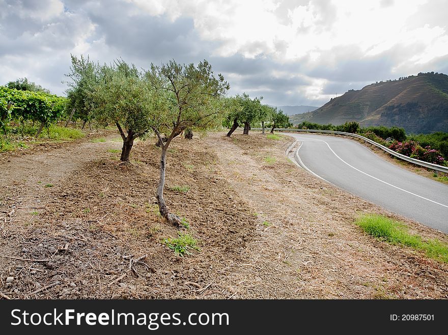 Olive garden and vineyard on gentle slope in Etna region, Sicily
