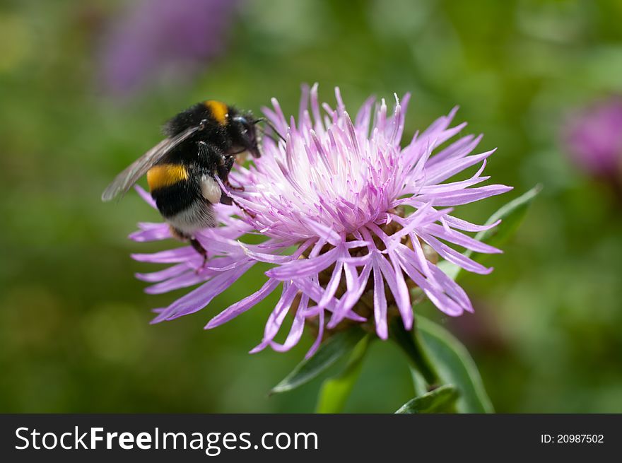 Summer is time to collect pollen from wild flowers. Summer is time to collect pollen from wild flowers