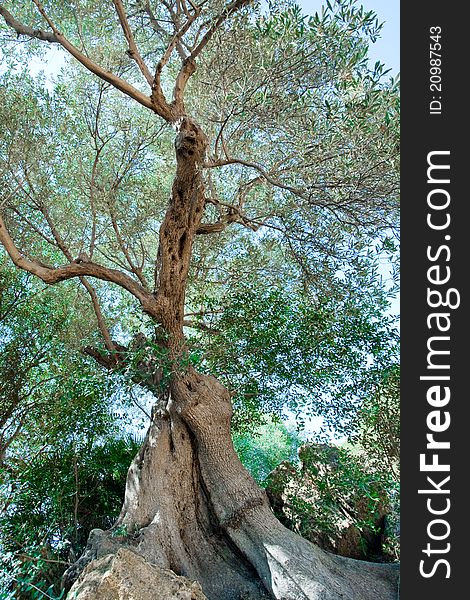 Old olive tree in mointain's garden in Italy