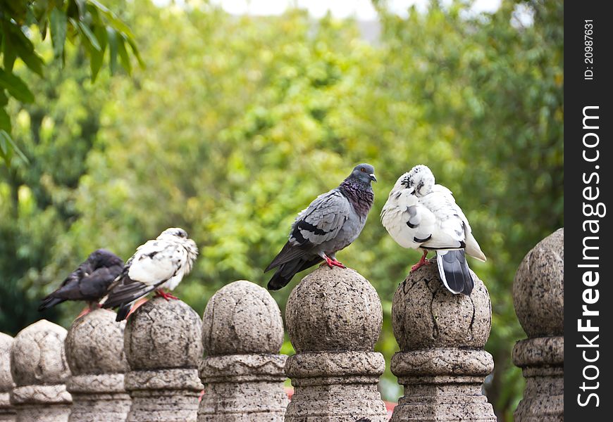 Pigeons on stone pillar, green nature background