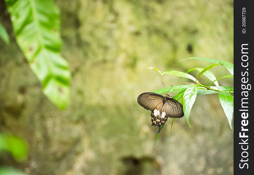 Common Mormon butterfly in butterfly garden in Bangkok