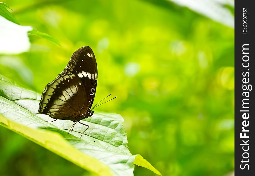 Great Egg-Fly butterfly in butterfly garden in Bangkok