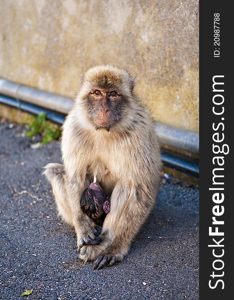 Barbary Macaque nursing baby looking forward