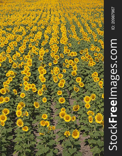 Field with sunflowers in rows, vertical orientation. Field with sunflowers in rows, vertical orientation