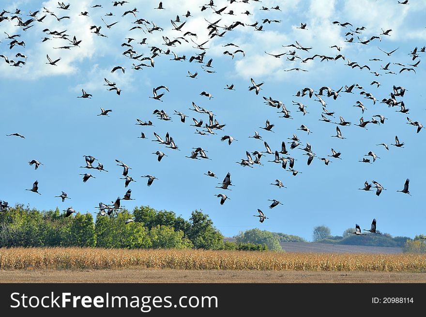 A swarm crane in flight