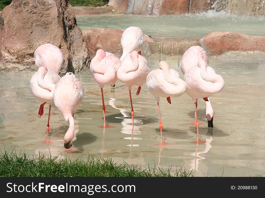 Group of pink flamingos resting in crystal water