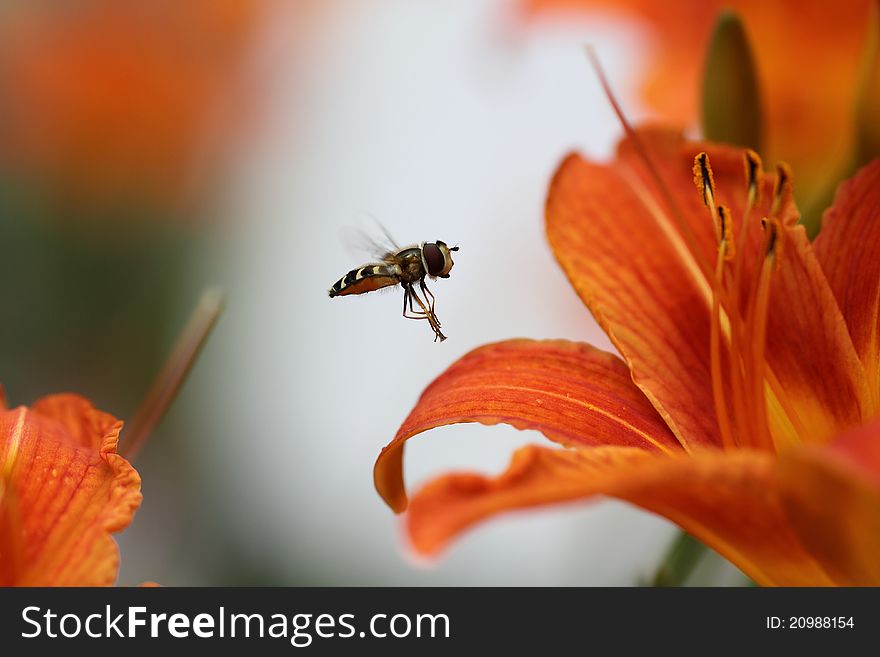 A syrphus fly over flowers