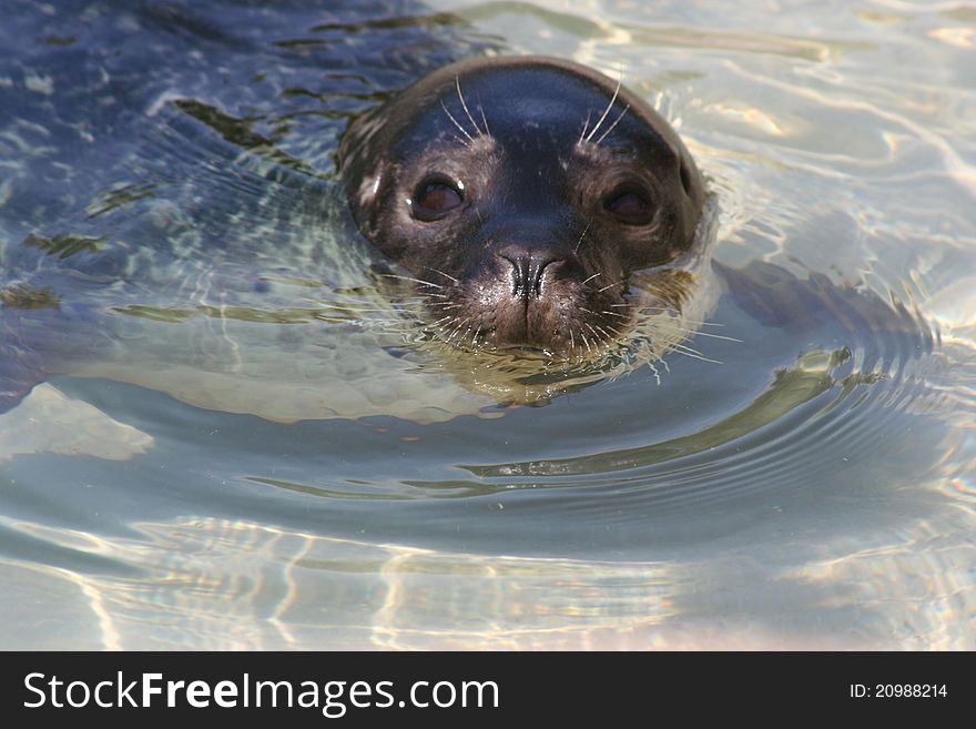 Funny seal relaxing in cold water