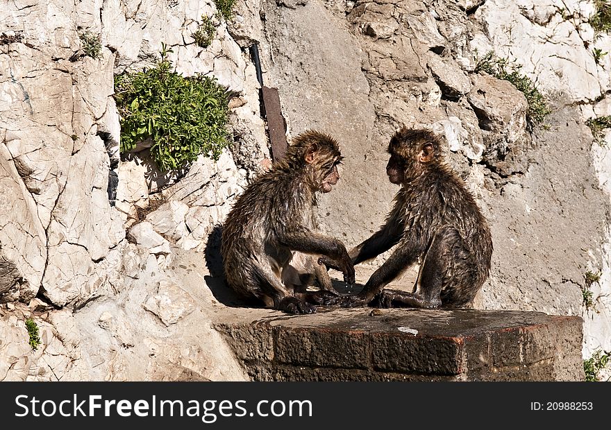 Two wet  Barbary Macaque playing. Two wet  Barbary Macaque playing
